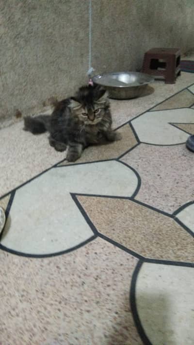 Cat sell
