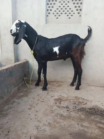 Paka kheera dant hila raha haii age 15 month  live weight 48 kg