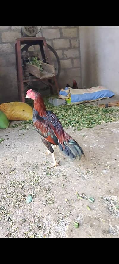 Aseel pair