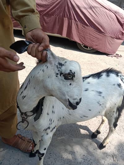 bakra desi
