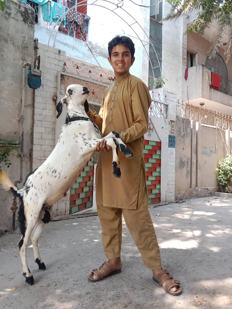 bakra desi 1