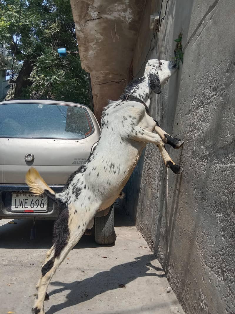 bakra desi 3