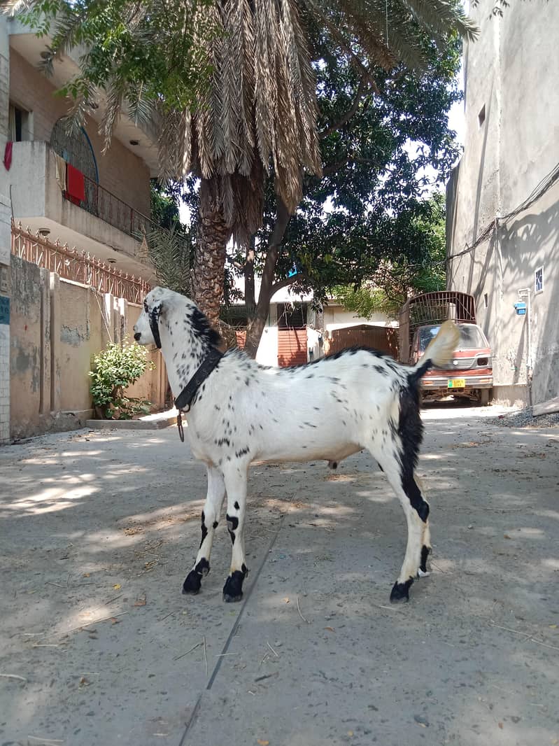 bakra desi 4