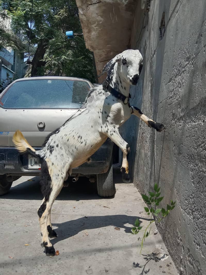 bakra desi 5