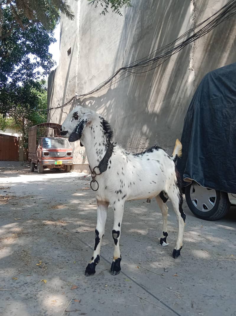 bakra desi 6