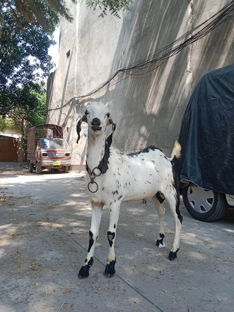 bakra desi 7