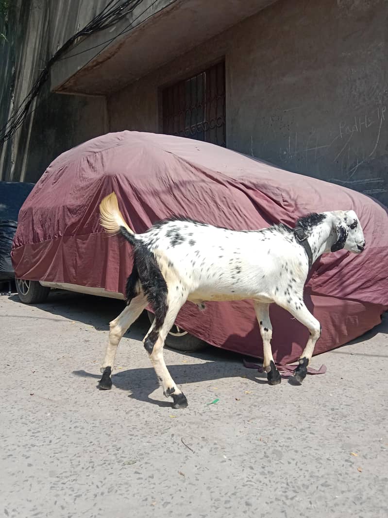 bakra desi 8