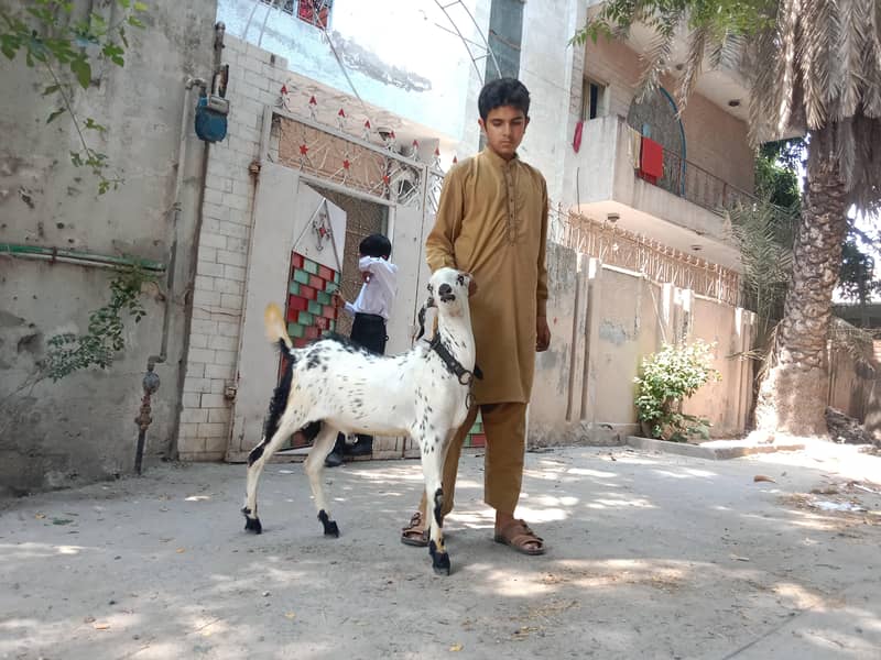 bakra desi 9