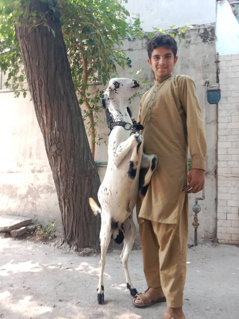 bakra desi 10