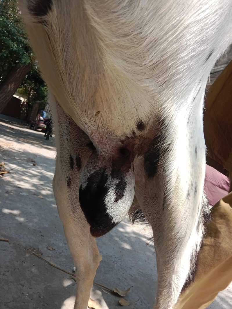 bakra desi 11