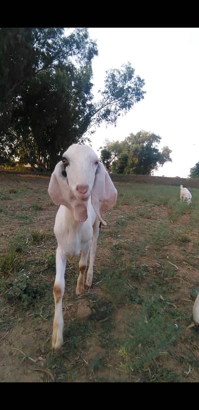 2 dant Bakra