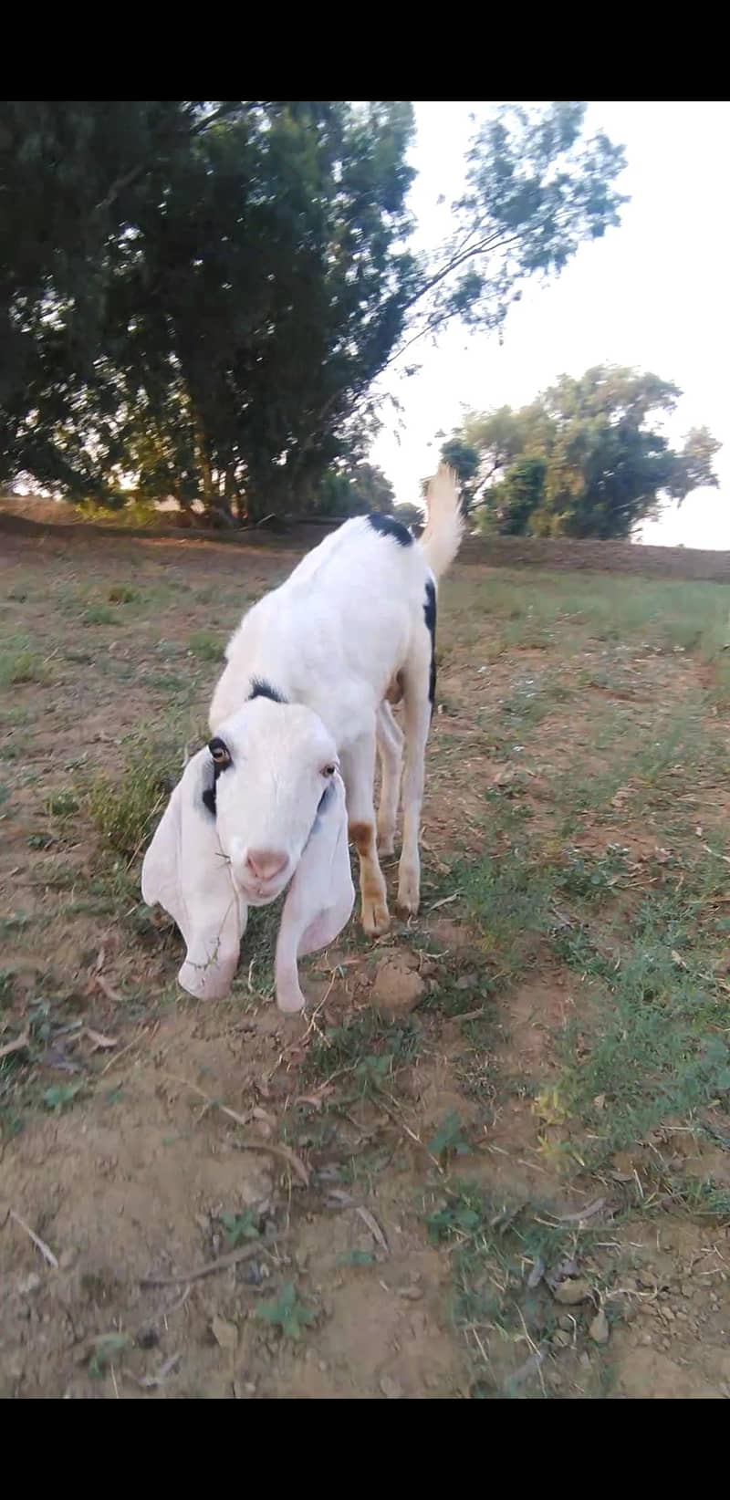 2 dant Bakra 1