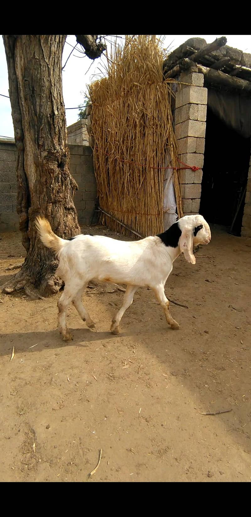 2 dant Bakra 3