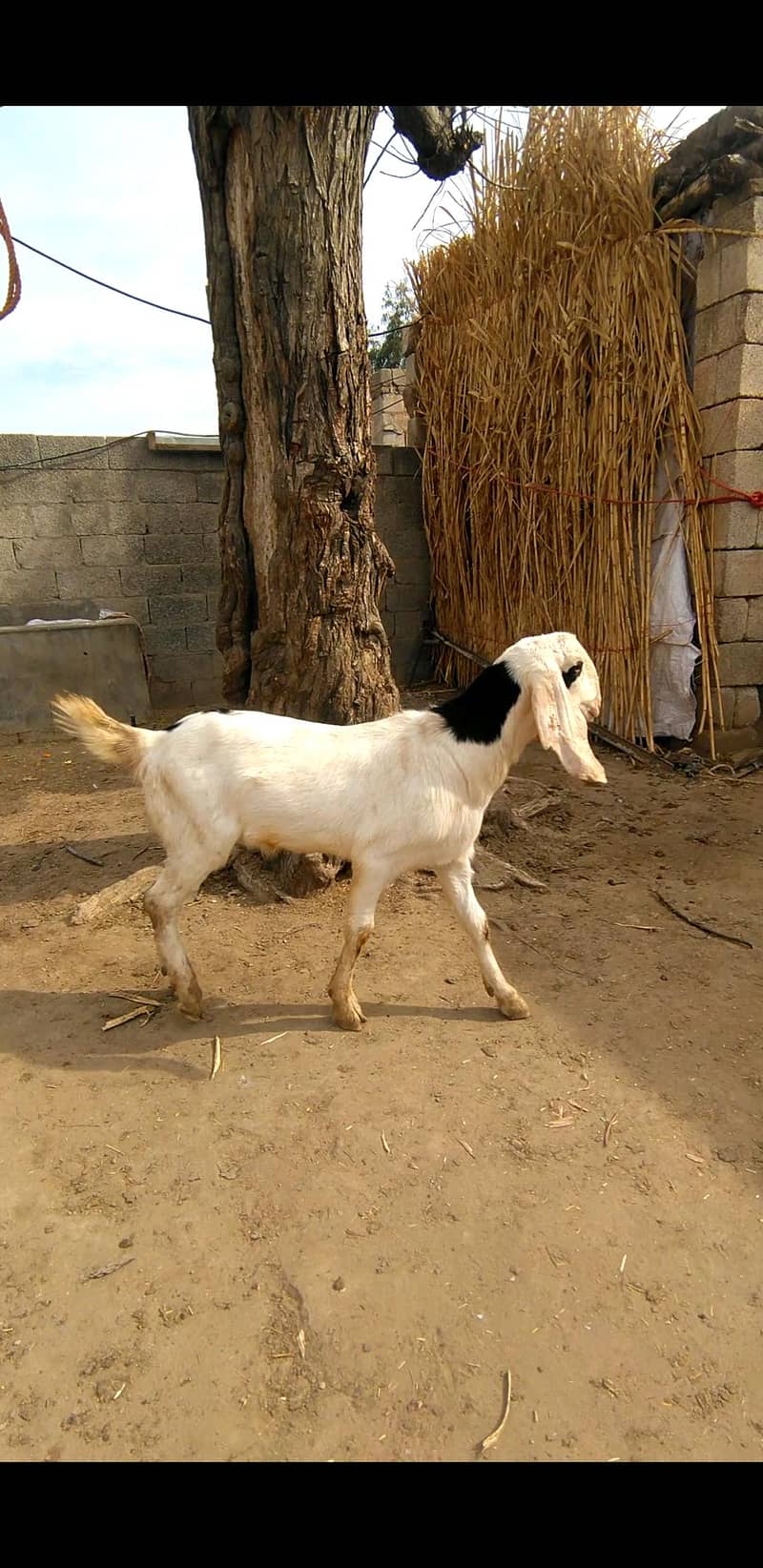 2 dant Bakra 4