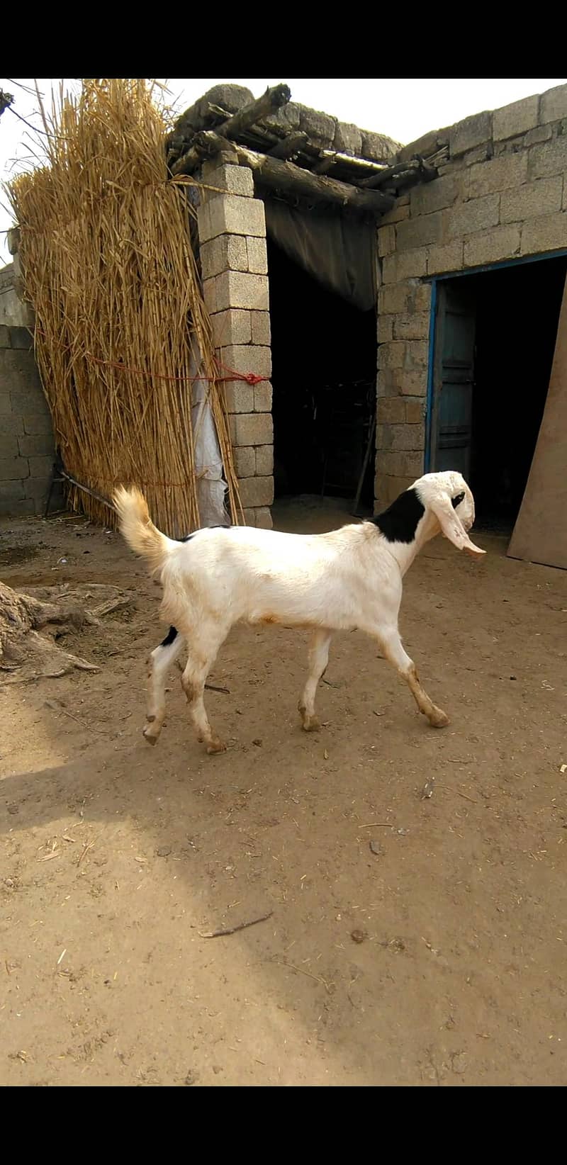 2 dant Bakra 5