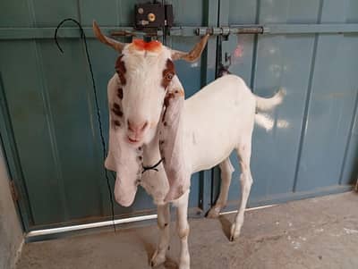 Bakra , 03096066258