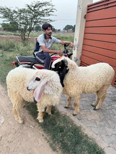 chatra Pair for Sale 100% Healthy