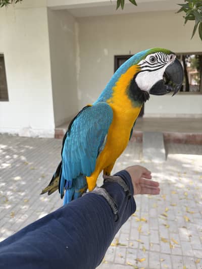 Blue and Gold Talkative macaw