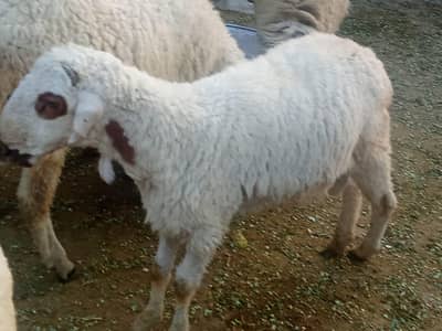 bakra