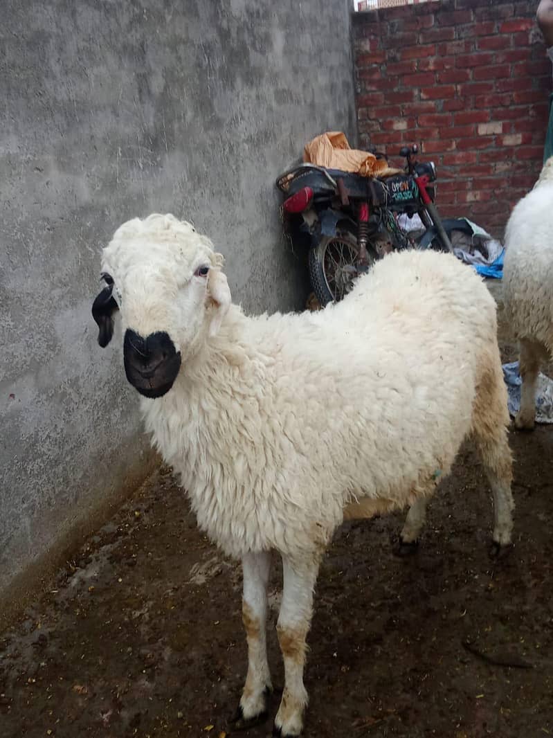 bakra 1