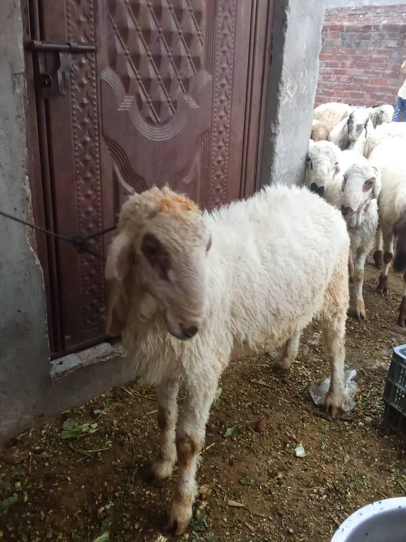 bakra 2