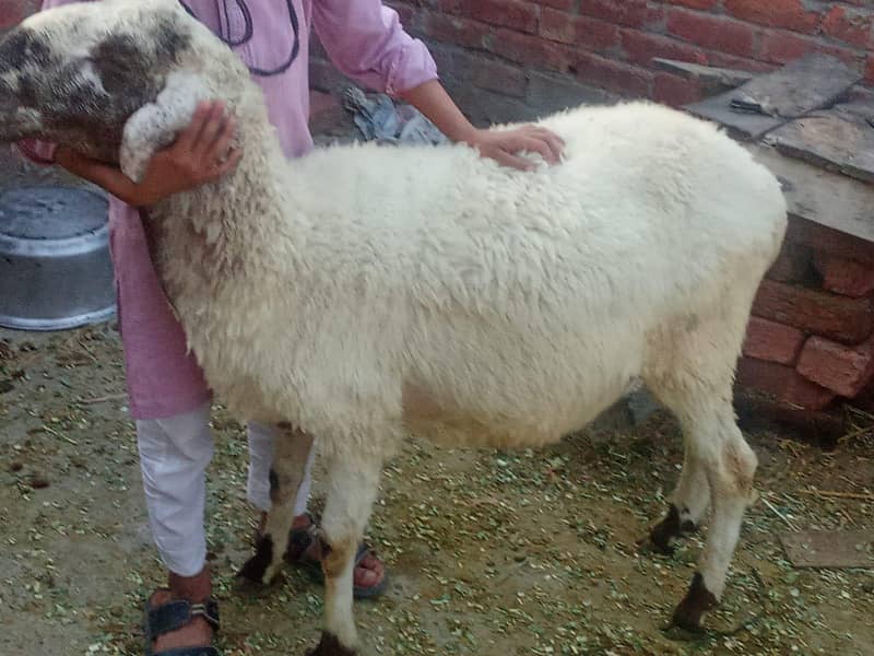 bakra 3