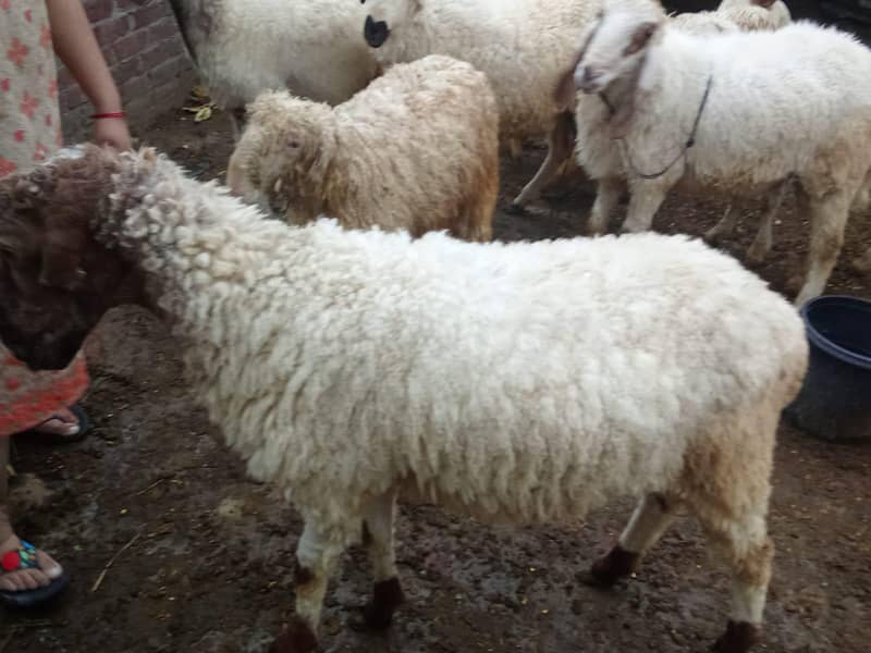 bakra 4