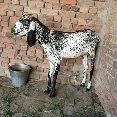 Bakra For sale
