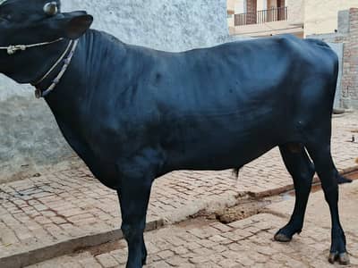 Black Bull for sale