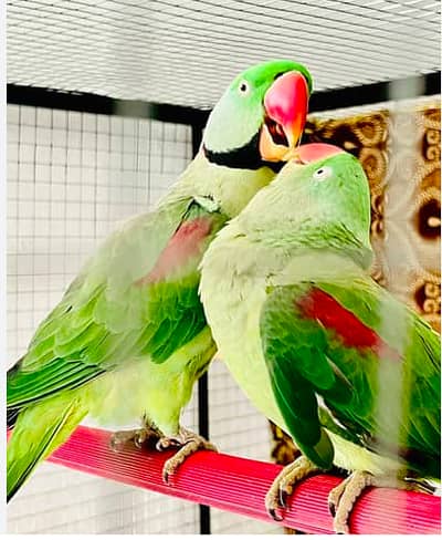 Raw Parrots breeding pair for sale