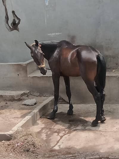 black horse