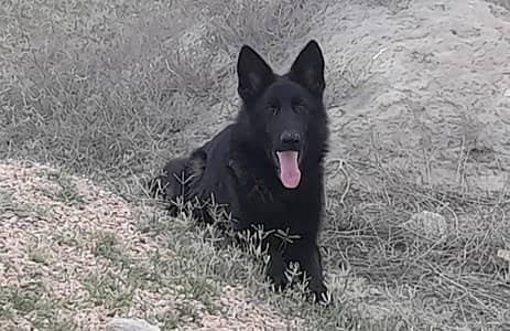German Shepard  female for sale