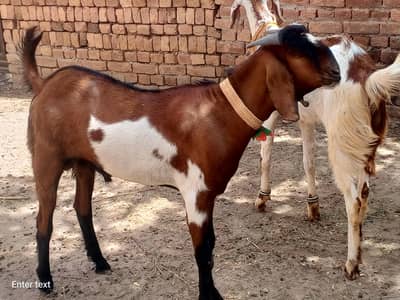 Bakra for sale . "Qurbani Special"