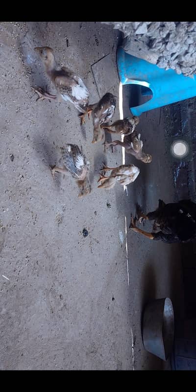 aseel chicks (home breed)