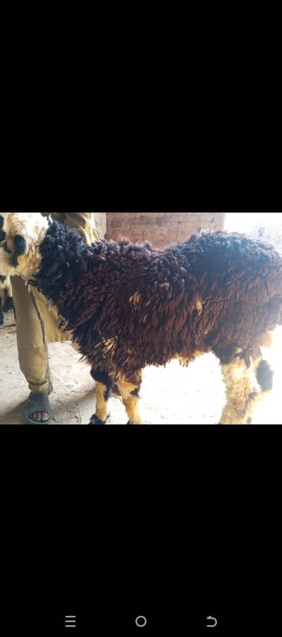 Qurbani / Kurbani