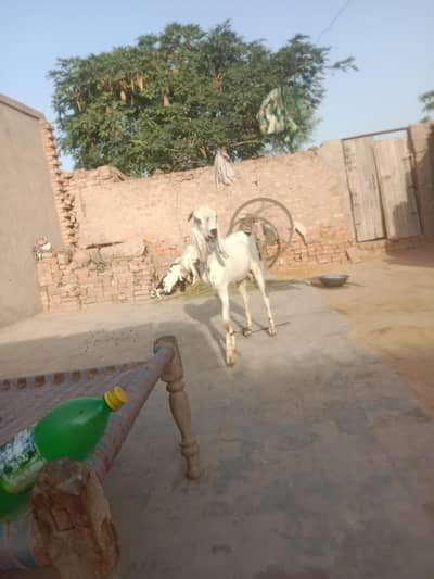 karbani ka Bakra Desi Bakra ger main pla ha