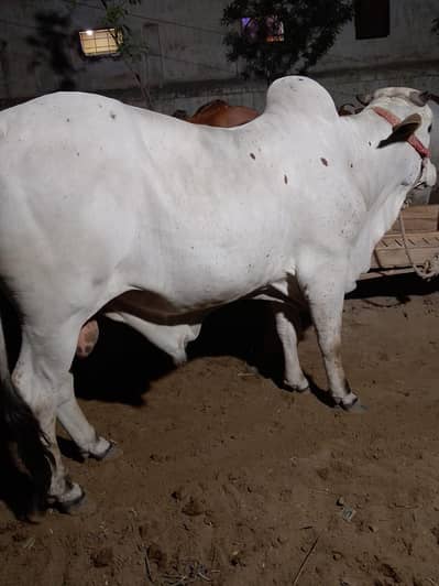 2 dant bachray and bachiya for qurbani.