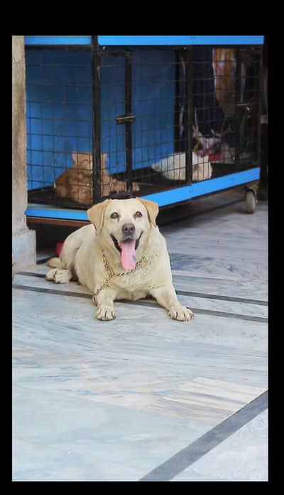 Labrador female dog