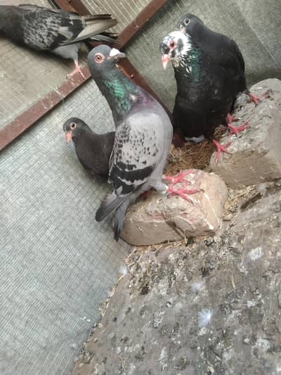 Fancy lucky pigeon