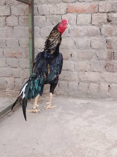 Healthy and Active Pair