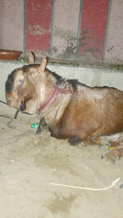 full andu hai barbari Bakra hai