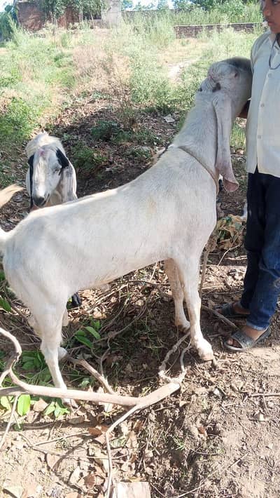 hamra pass har qisam ka Bakra ha jaldi rabta Karen atna sasta Bakra