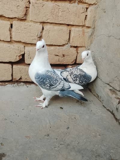 Cherry sentient  breeder pair  affordable price
