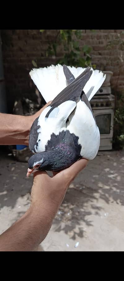 All pigeons for sale 0330-1893-573 wtsapp