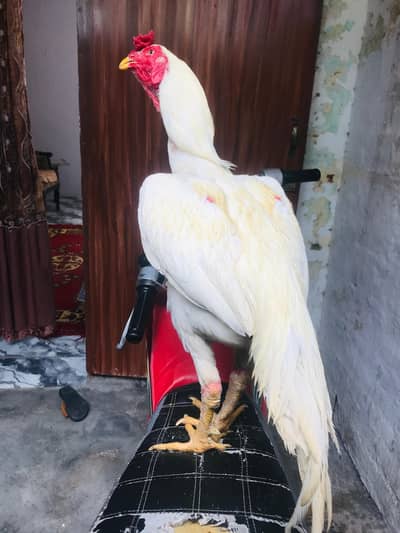 White aseel phata price final ha (03136417097)