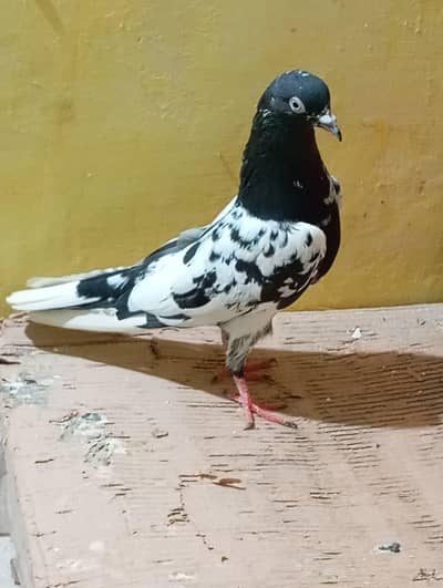 Rampure male