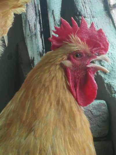 Golden Buff Pair Home Grown with care age 4month
