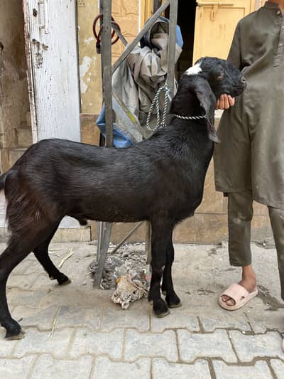 Qurbani ka bakra