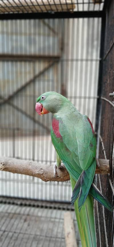 raw ( breeder female )