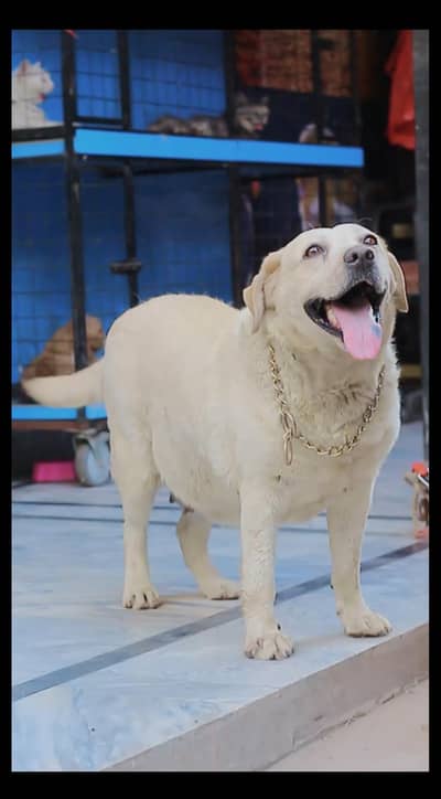 Labrador female - female dog